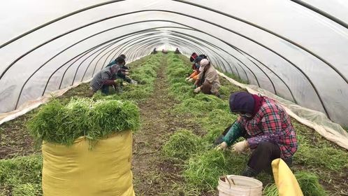 苏宁拼购启动农产品绿色通道，推出18项助农举措