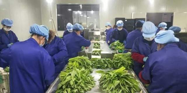 从田园到餐桌 东莞农产品配送的变革与未来