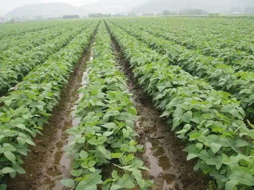 临沂市 强化监管执法，筑牢农产品质量安全防线——创建农产品质量安全省第十三期实践与展望