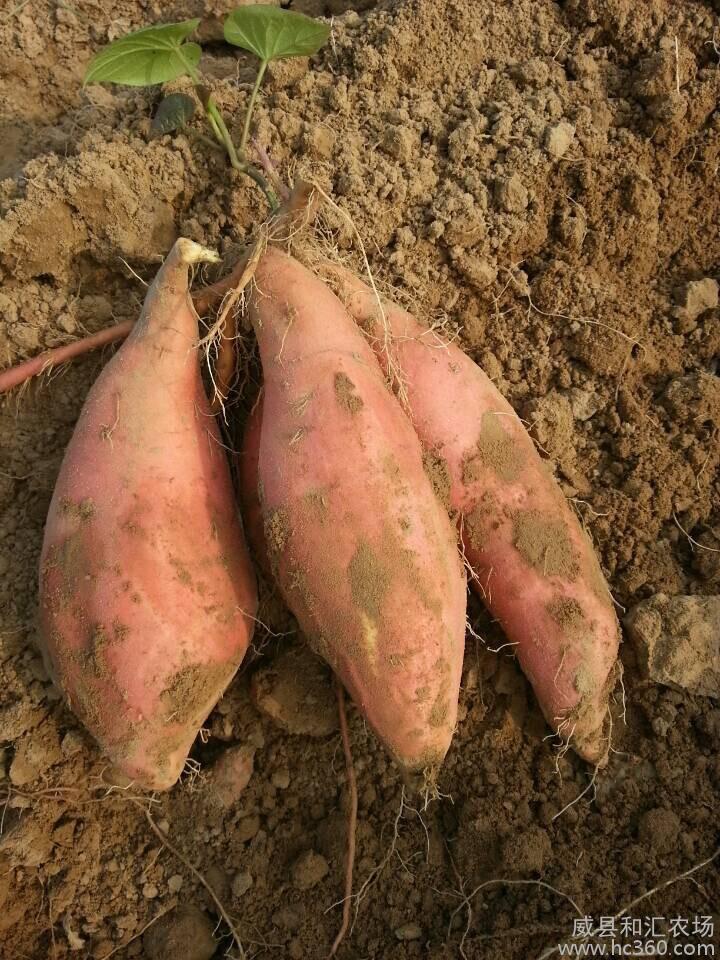 威县和汇农场 绿色新京红红薯，鲜食烤薯优选供应商
